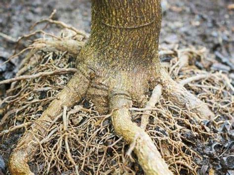 Image result for Cherry Tree Root System