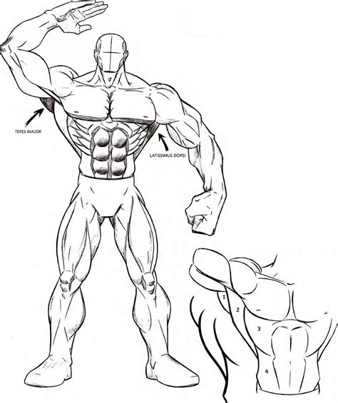 Drawing Muscles KS1 に対する画像結果