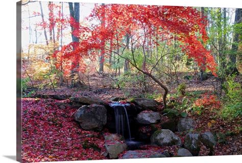 Image result for Japanese Maple Tree Fall