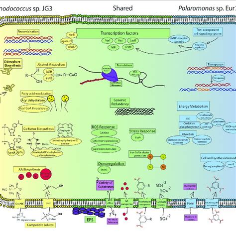 Image result for Popular Cell Processes