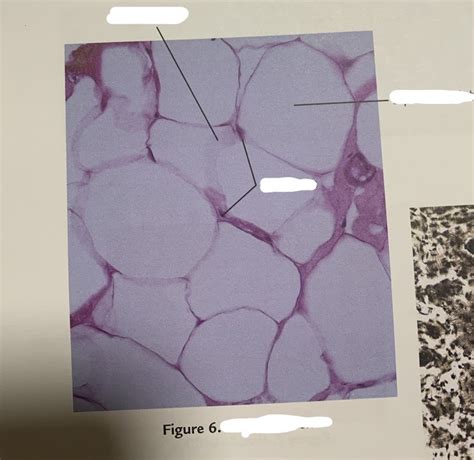 AP Lab Functional Histology Practicals に対する画像結果