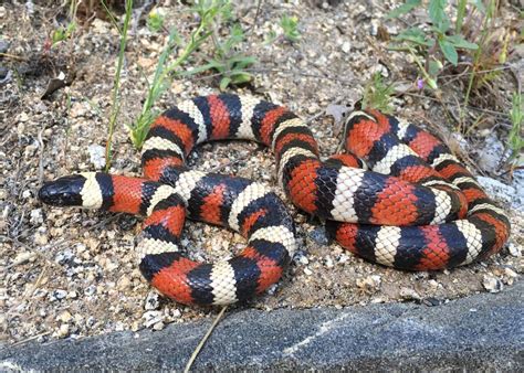 Image result for Red and Grey Snake Python