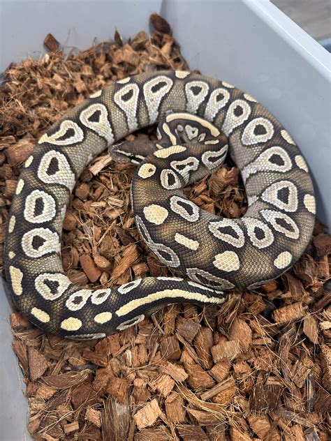 Toradh íomhá ar Lesser Monsoon Ball Python