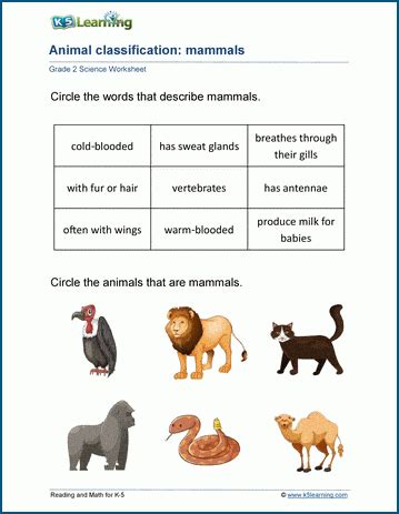 Image result for Animal Classification Worksheet PDF