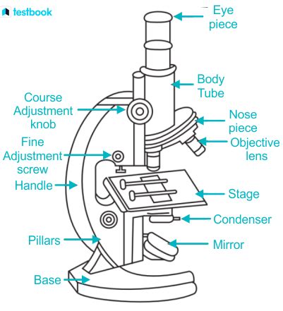 Image result for Compound Microscope Parts of Microscope