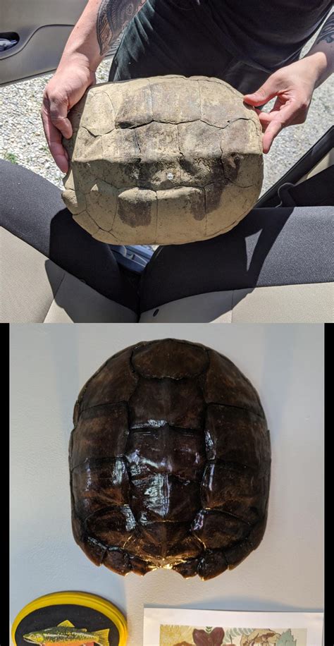 Résultat d’images pour Very Old Snapping Turtle Shell