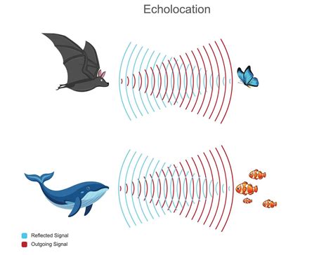 Toradh íomhá ar How Bats Use Echolocation