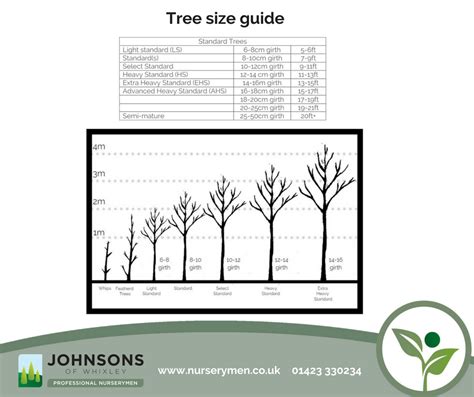 Image result for Oak Tree Width
