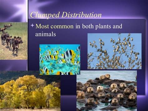 Image result for Clumped Dispersion Example