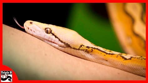 Toradh íomhá ar Reticulated Python Morphs Chart