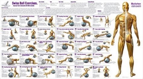 Image result for Printable Ball Exercise Chart