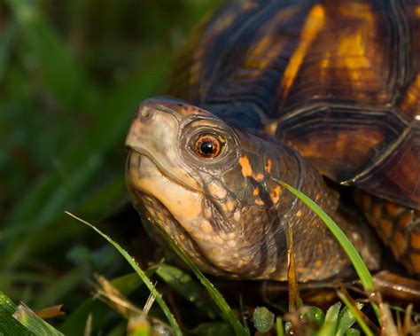 Résultat d’images pour Box Turtle Side View