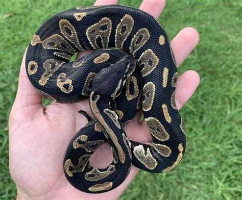 Black Back Ball Python के लिए छवि परिणाम