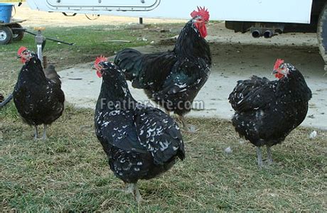 Image result for White Java Chicken