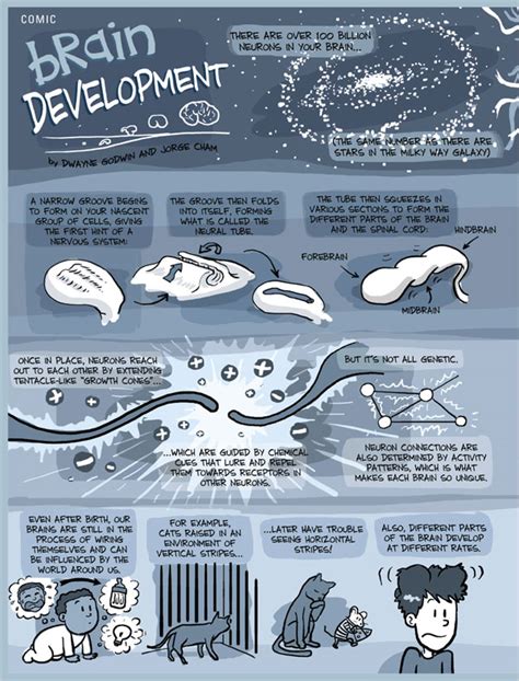Image result for Brain Development Comic