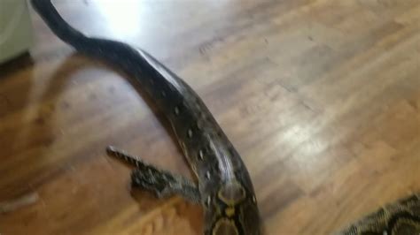 Image result for Normal Retic Python's