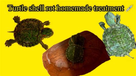 Image result for Turtle Shell Rot Cure