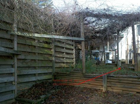 Afbeeldingsresultaten voor Pruning Overgrown Muscadine Vines