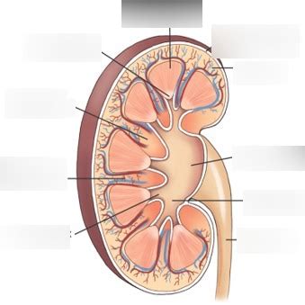 Toradh íomhá ar Microscopic Structural Pattern Diagram of Kidney