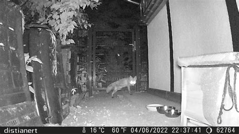 Image result for Object Detection Animal