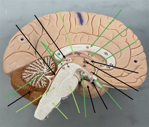 Image result for Brain Model Description Card