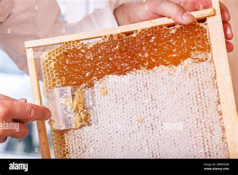 Image result for Extracting Honey Process