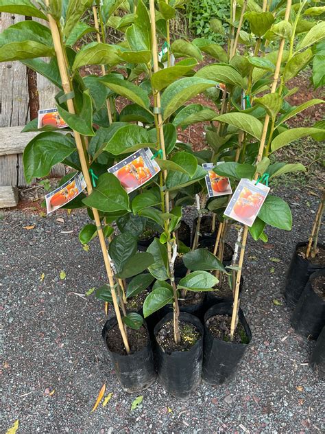 Afbeeldingsresultaten voor Izu Persimmon Tree Images