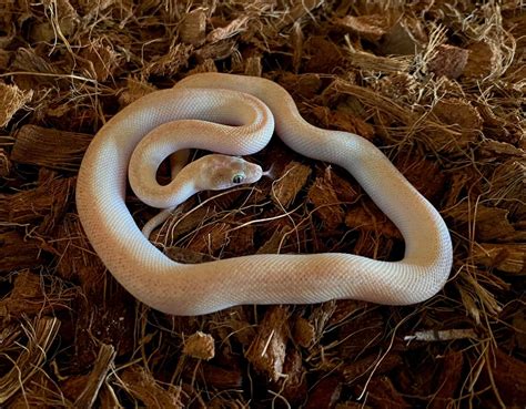 Marble Morph Stimson Python に対する画像結果