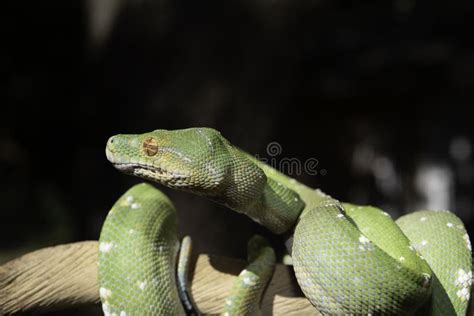 Image result for Green Tree Python Aru
