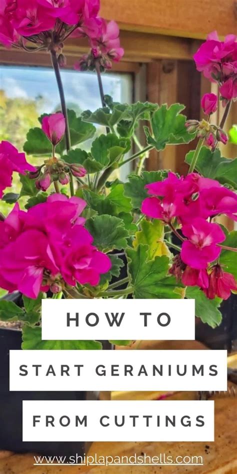 Image result for How to Start Geraniums From Cuttings
