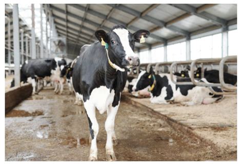 Image result for Ai Dairy Cows Facebook