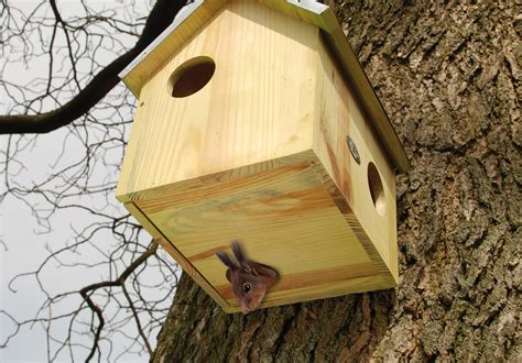 Fox Squirrel Nest Box に対する画像結果