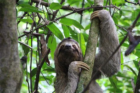 Image result for Sloth Cartoon