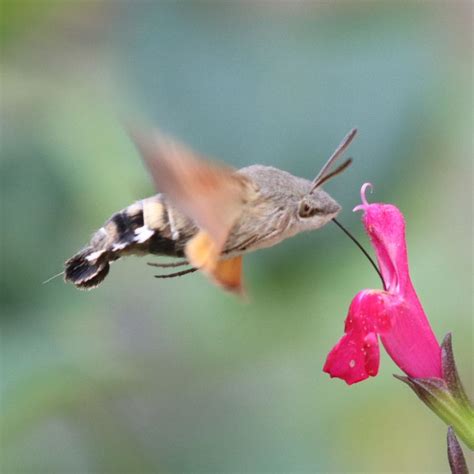 Image result for Large Hawk Moth