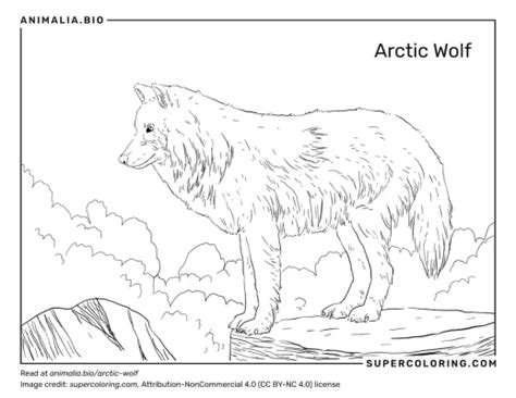 Image result for Steppe Wolves