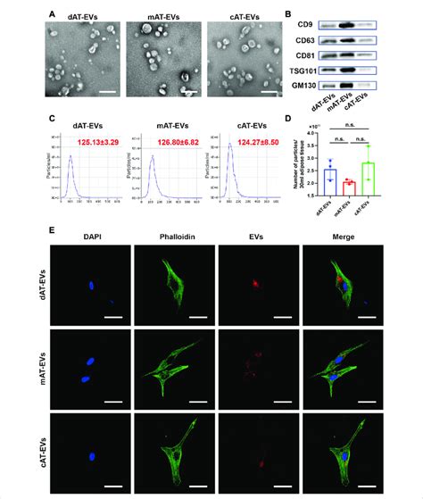 EVS Sudy に対する画像結果