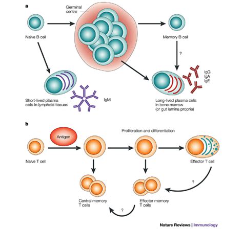 Image result for Humoral Cellular Immunity
