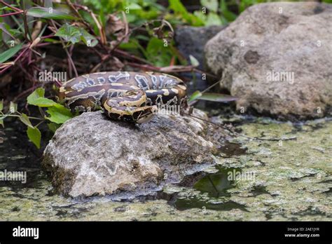 Afbeeldingsresultaten voor Red X Short-Tailed Python