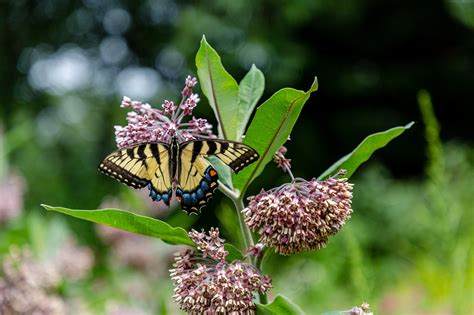 Image result for Plant Ikland Breeding Chart