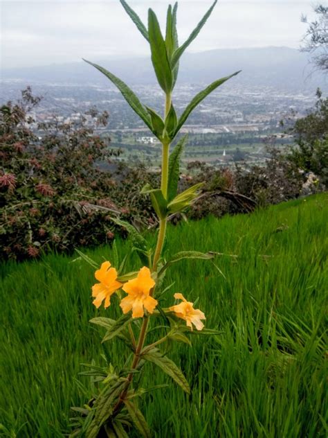 Image result for Sticky Flower