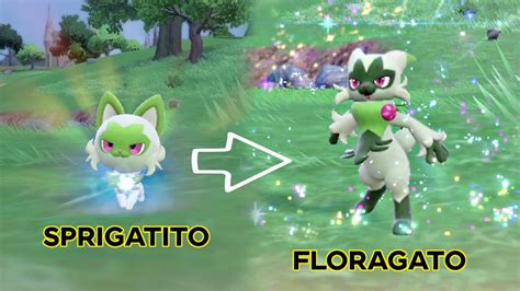 Image result for Springatito Evolution Stages