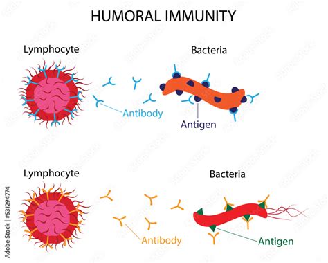 Image result for Humoral Cellular Immunity