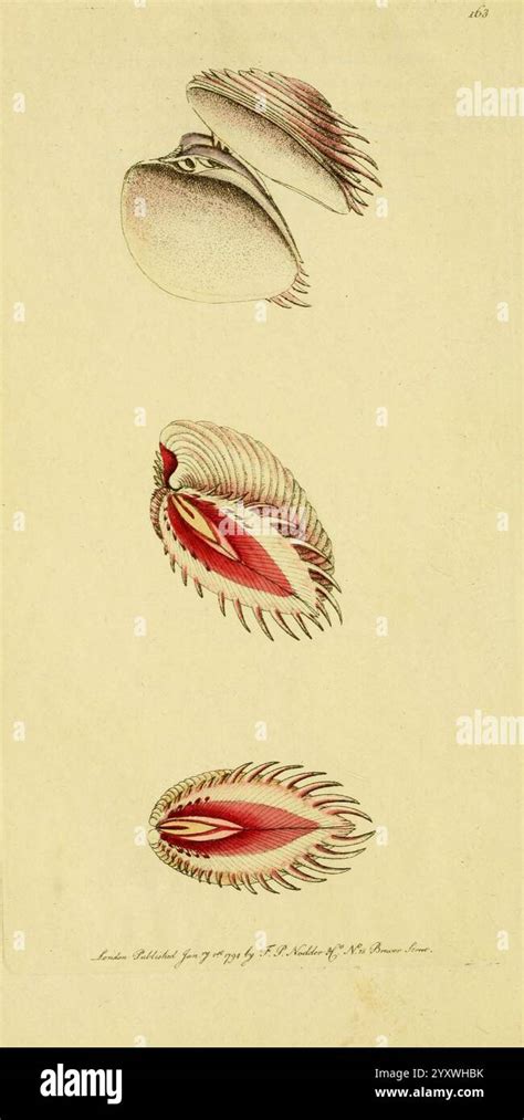 Image result for Different Shell Types