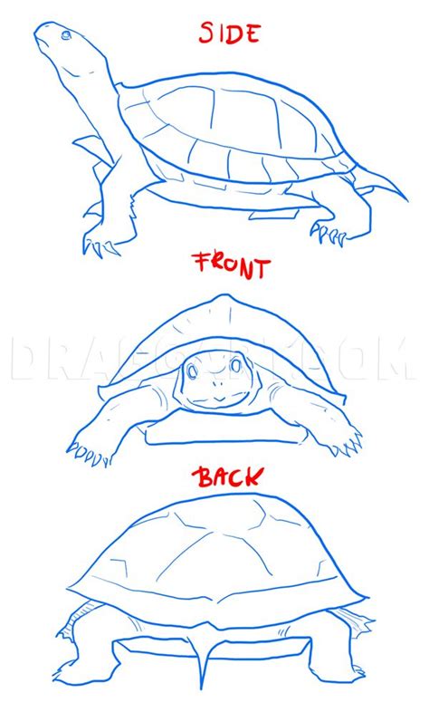 Toradh íomhá ar Turtle Drawing Side View