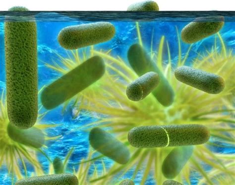 Image result for Legionella