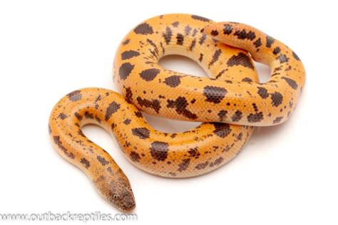 Saharan Ball Python-এর ছবি ফলাফল