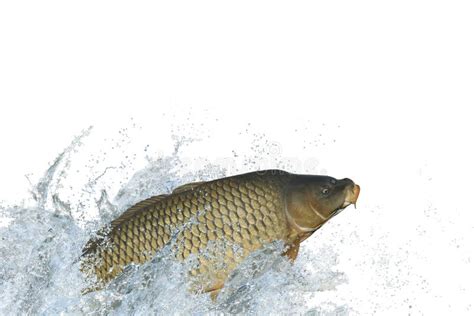 Image result for Carp Fish Jump