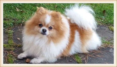 Mini Pom Parti కోసం చిత్ర ఫలితం