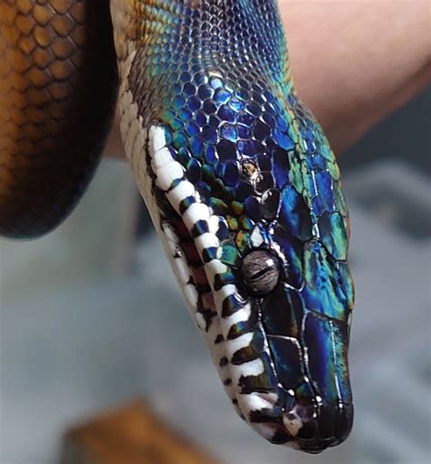 Image result for Blue Python Snake