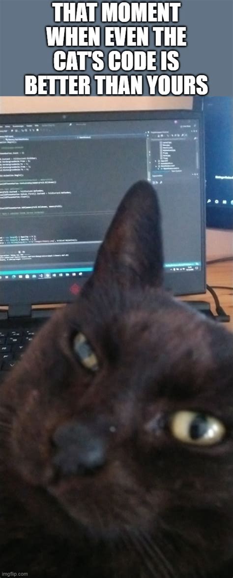 Image result for Cat Coding in vs Code